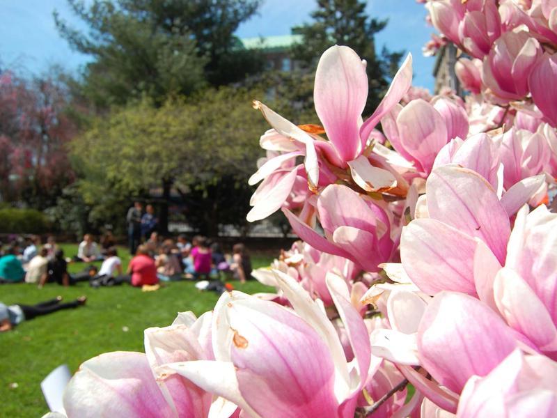白玉兰的花朵和学生坐在草地上的模糊景象